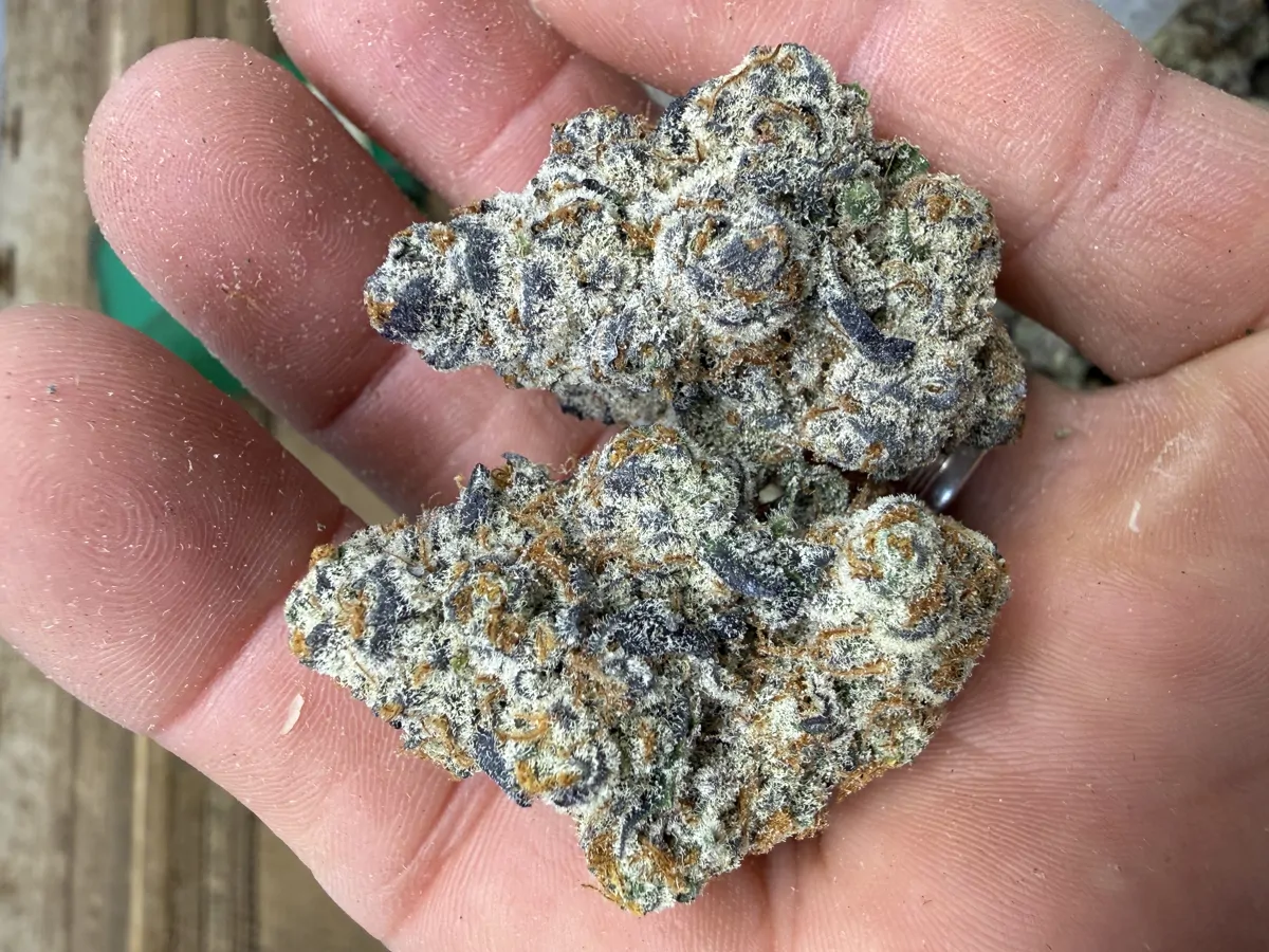 Northern Lights Flower